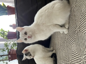 Pisici European Shorthair  - imagine 3