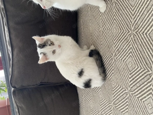 Pisici European Shorthair  - imagine 2