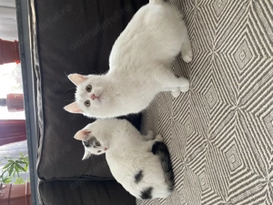 Pisici European Shorthair 