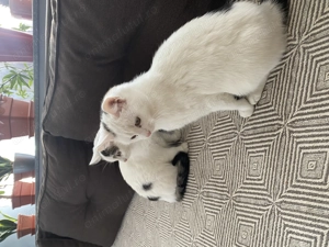 Pisici European Shorthair  - imagine 5