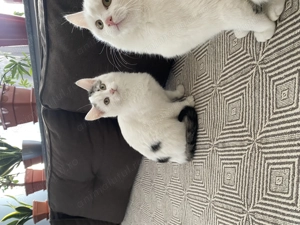 Pisici European Shorthair  - imagine 4