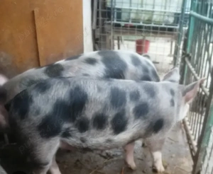 Vând purcel bun de tăiat 80 90 kg