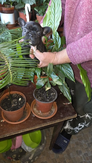 Vând Bulldog francez, 2 fetite, 6 saptamani  - imagine 3