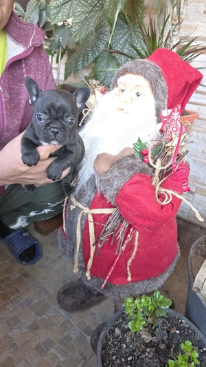 Vând Bulldog francez 2 fetite 6 saptamani