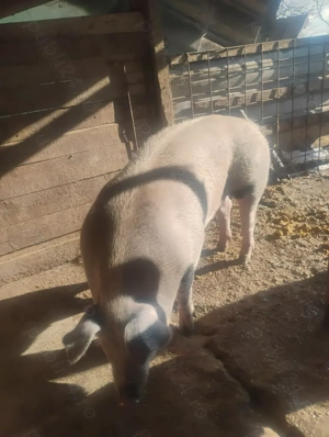 Porci rasă carne - imagine 3