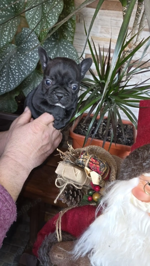 Vând Bulldog francez, 2 fetite, 6 saptamani 