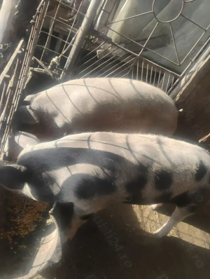 Porci rasă carne - imagine 4