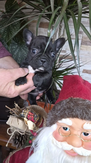 Vând Bulldog francez, 2 fetite, 6 saptamani  - imagine 5