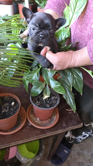 Vând Bulldog francez, 2 fetite, 6 saptamani  - imagine 2