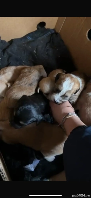 vand pui bishon havanez 