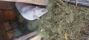 De vanzare porc crescut natural - imagine 4