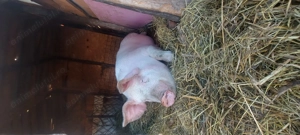 De vanzare porc crescut natural - imagine 3