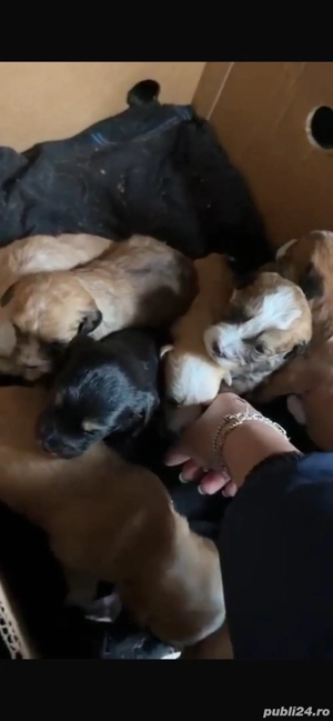 vand pui bishon havanez  - imagine 2