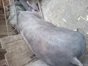 Vand porc pietrain de tara - imagine 4