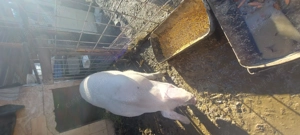 De vanzare porc crescut natural - imagine 2