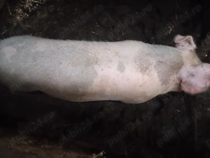 Vând 2porcii crăciun - imagine 2