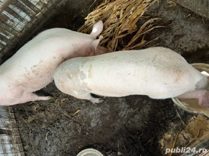 porci de vanzare - imagine 5