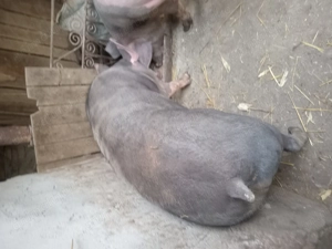 Vand porc pietrain de tara - imagine 2