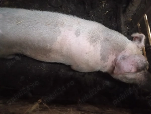 Vând 2porcii crăciun - imagine 3