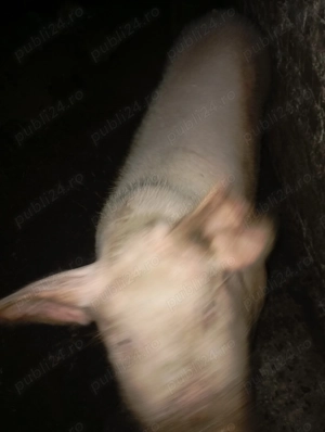 Vând 2porcii crăciun - imagine 4