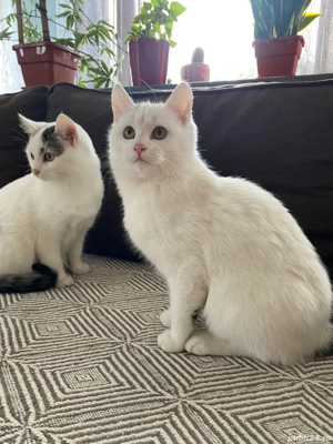 Pisici European Shorthair