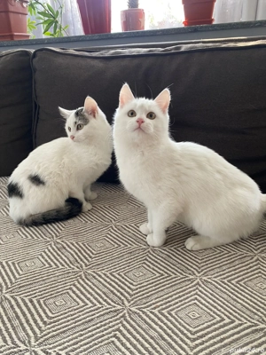 Pisici European Shorthair - imagine 5