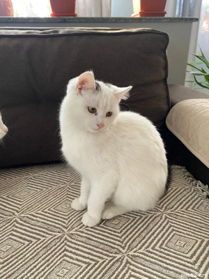 Pisici European Shorthair - imagine 4