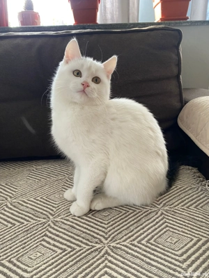 Pisici European Shorthair - imagine 3