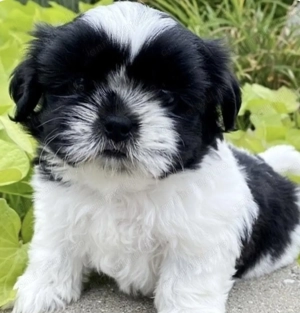 Bichon havanez vaccinat