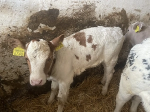 Vând un tăuraș și două vitele ! - imagine 2