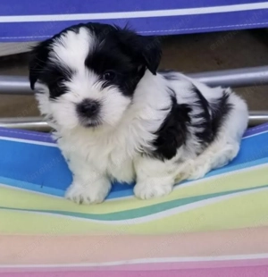 Bichon havanez vaccinat - imagine 2