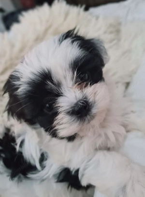 Bichon havanez vaccinat - imagine 3