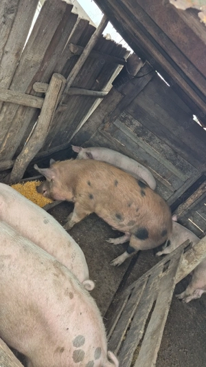 Porci si purcei de vanzare
