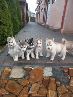 Pui husky siberian fetițe  - imagine 2