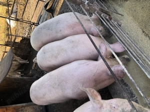 Porci de vanzare - imagine 2