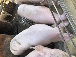 Porci de vanzare - imagine 3