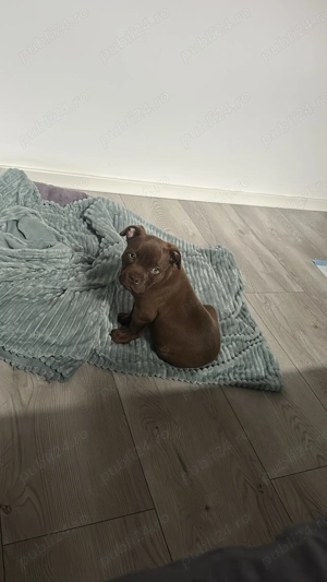 Puiuț American Bully pocket cu pedigree  - imagine 3