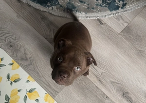 Puiuț American Bully pocket cu pedigree  - imagine 2