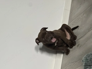 Puiuț American Bully pocket cu pedigree  - imagine 4