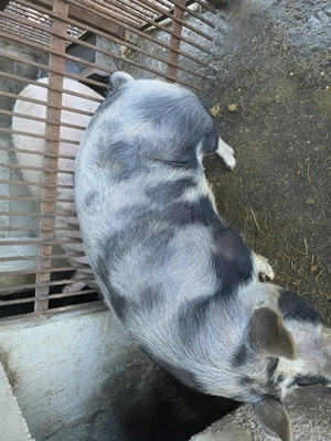 Se vinde porc pentru masa de craciun 