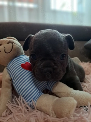 Buldog Francez Blue-disponibili în curand - imagine 5