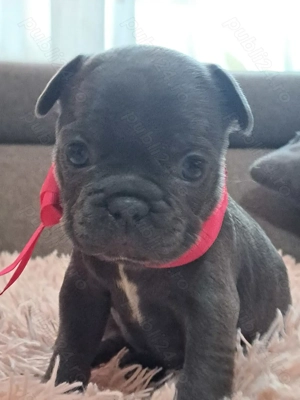 Buldog Francez Blue-disponibili în curand - imagine 3