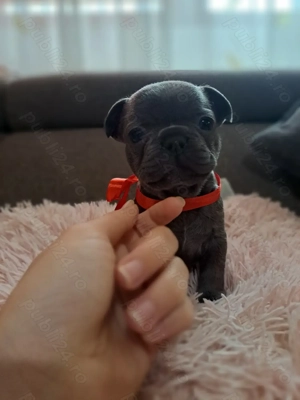 Buldog Francez Blue-disponibili în curand - imagine 4