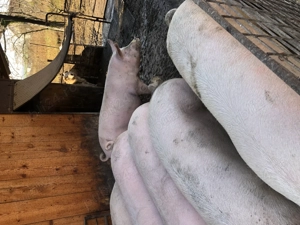 Porci de vanzare - imagine 7