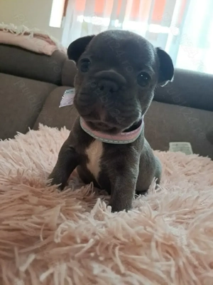 Buldog Francez Blue-disponibili în curand - imagine 2