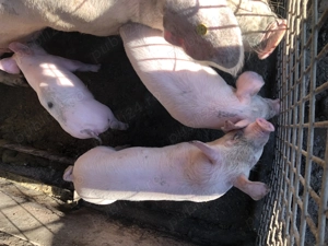 Purcei de vanzare - imagine 2