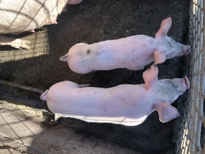 Purcei de vanzare - imagine 4