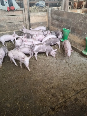 Vând purcei de carne - imagine 4