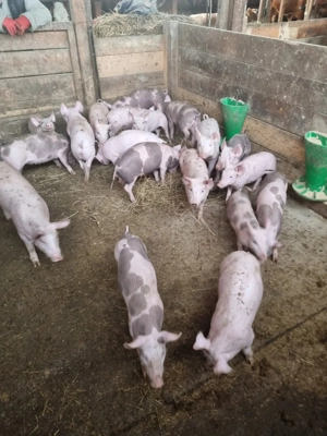 Vând purcei de carne - imagine 2