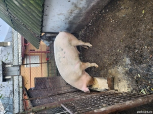 vand bucati din porc 11.12.2025